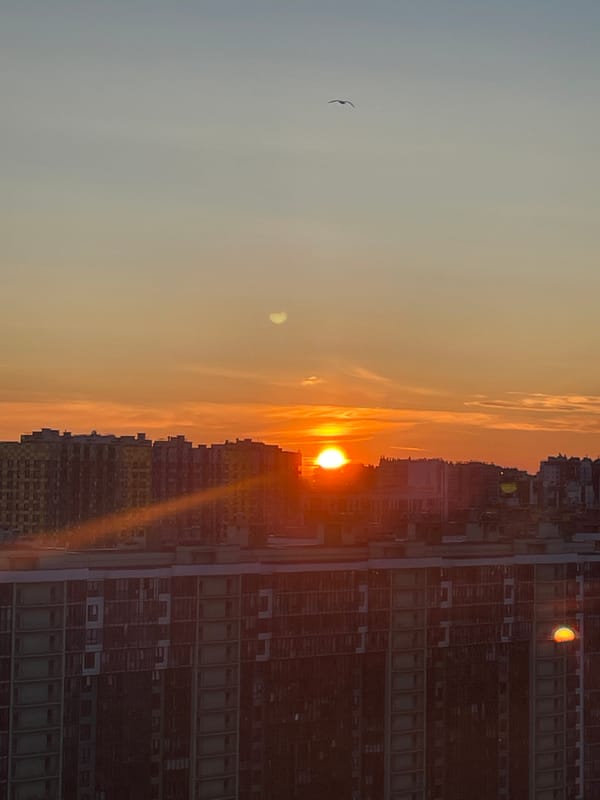 Sunset over a dense Russian cityscape, plus a Scottish Fold cat