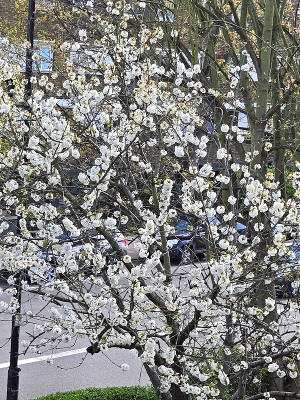 Spring blooms observed on London street amid residential buildings
