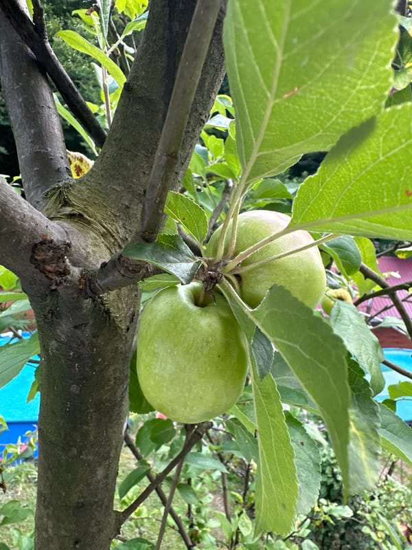 Pets napping and apples ripening on a Sochi summer morning