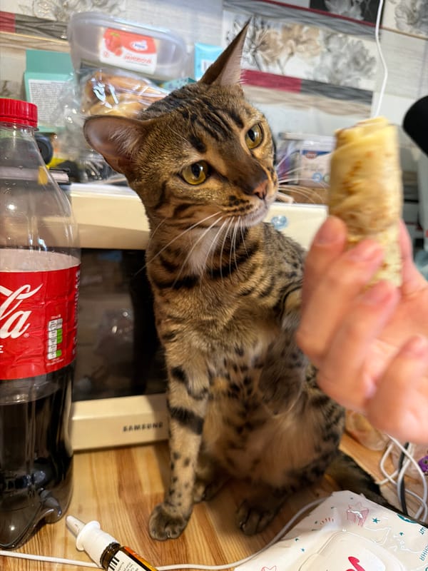 Two cats at home in Dnipro, playing and snacking