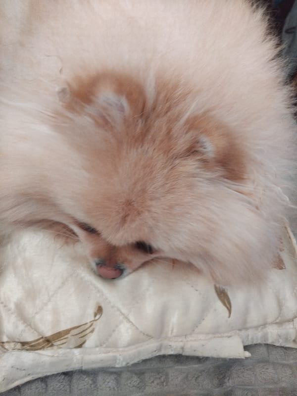 Pomeranian dog rests on cushions in Bulgarian home