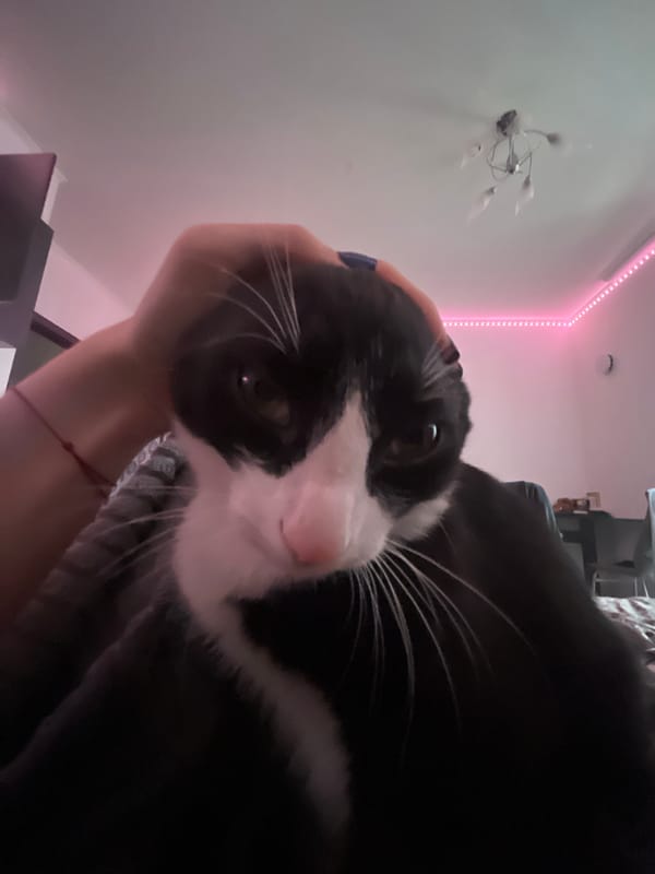 Cat owner documents quiet morning moments with pet in Petersburg