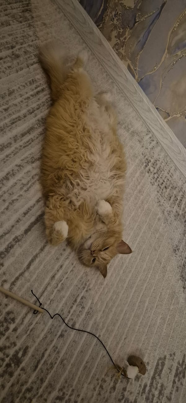 Orange cat relaxes on back on carpet with toy