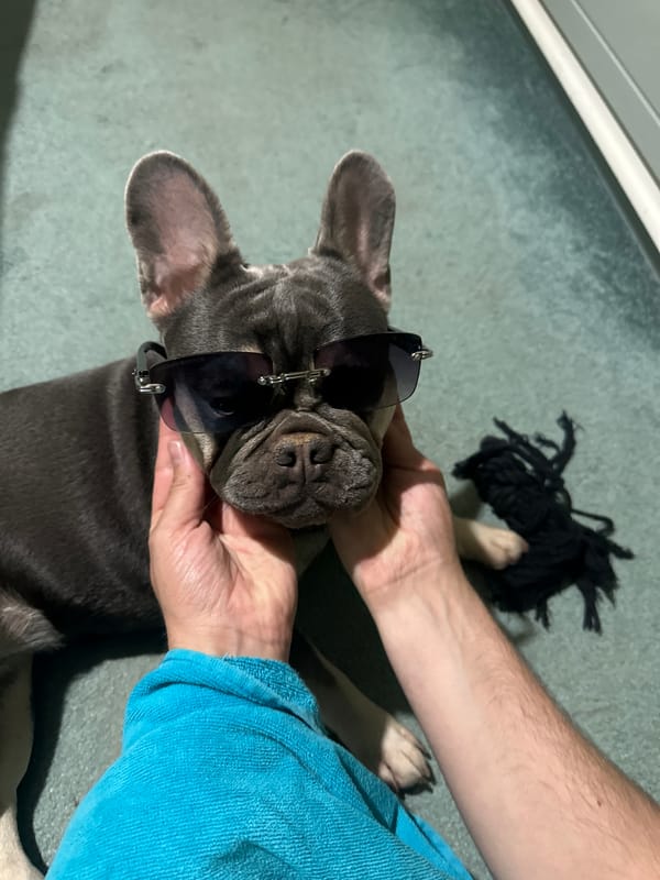 Evening bonding session between owner and French Bulldog puppy