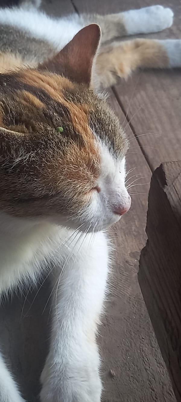 Quiet morning with calico cat documented in Kryvyi Rih