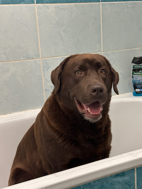 Chocolate Lab endures bath time with mixed feelings