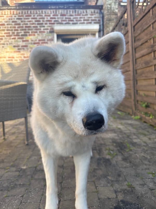 White Akita spotted at multiple locations in Wattrelos, France