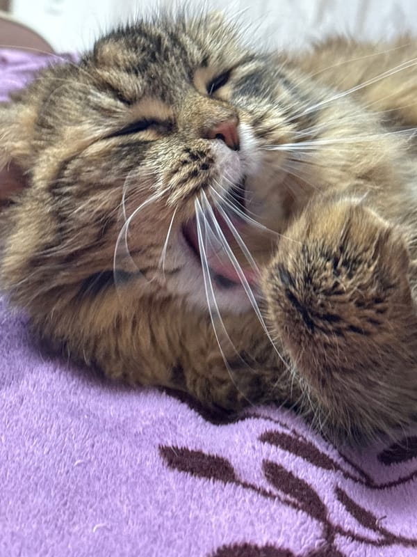 Tabby cat photographed in close-up portraits in Perm, Russia