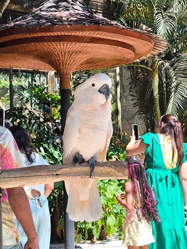 Exotic parrots and cockatoos at a Sukawati bird sanctuary