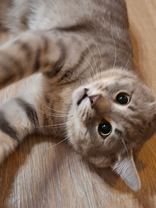 Grey tabby cat at home in Zemun, caught in every mood