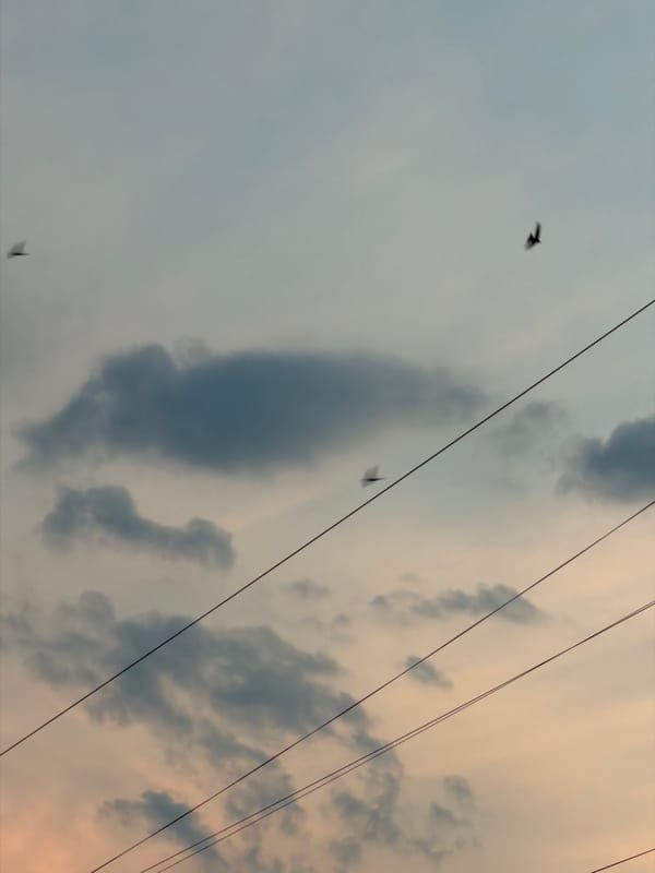 Birds in flight against a warm sunset sky