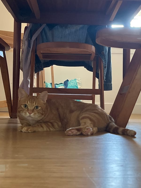 Ginger tabby holds court on a Villejuif kitchen floor