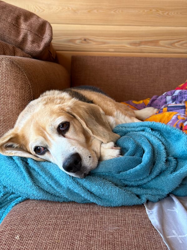 Dogs chilling and snacking at home in Emel'yanovo