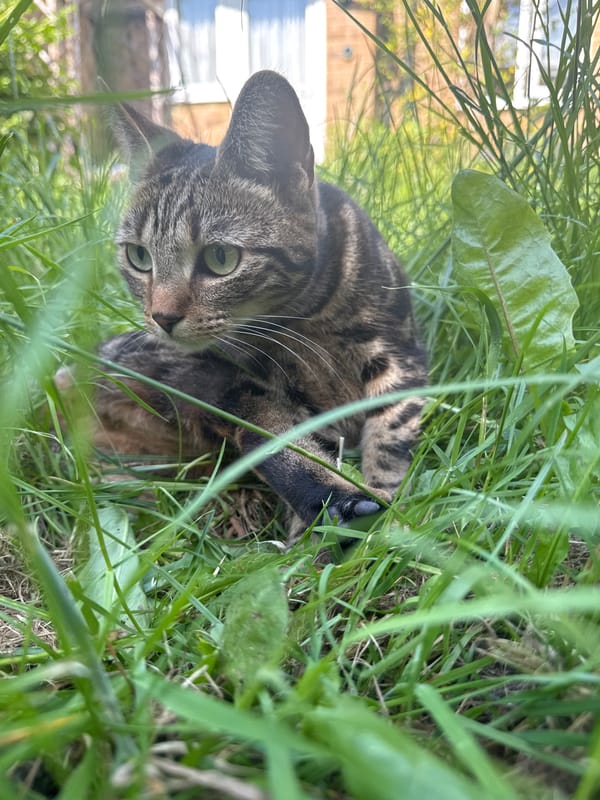 Tabby cat spotted resting in grass in Desborough