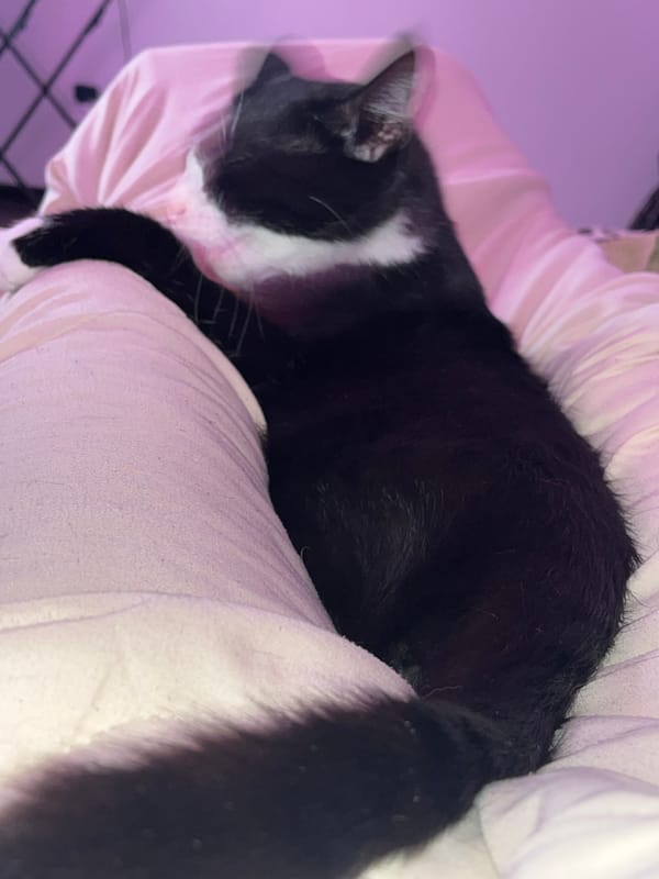 Person spends quiet evening with heterochromatic cat in Saint Petersburg