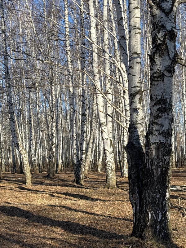 Spring morning moments captured in Chaikovsky birch forests