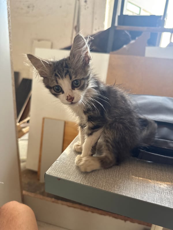 Kittens lounging and getting pets in Plovdiv