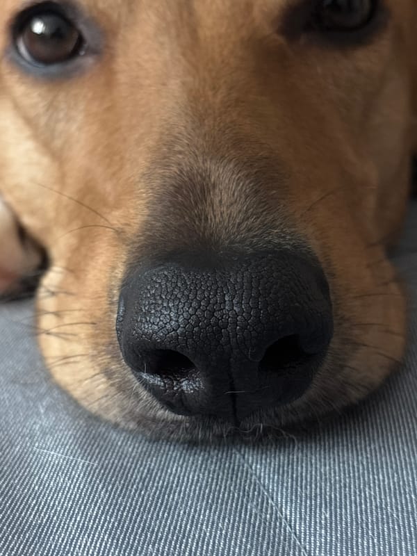 Lazy apartment morning with dogs, a corn snake, and random objects