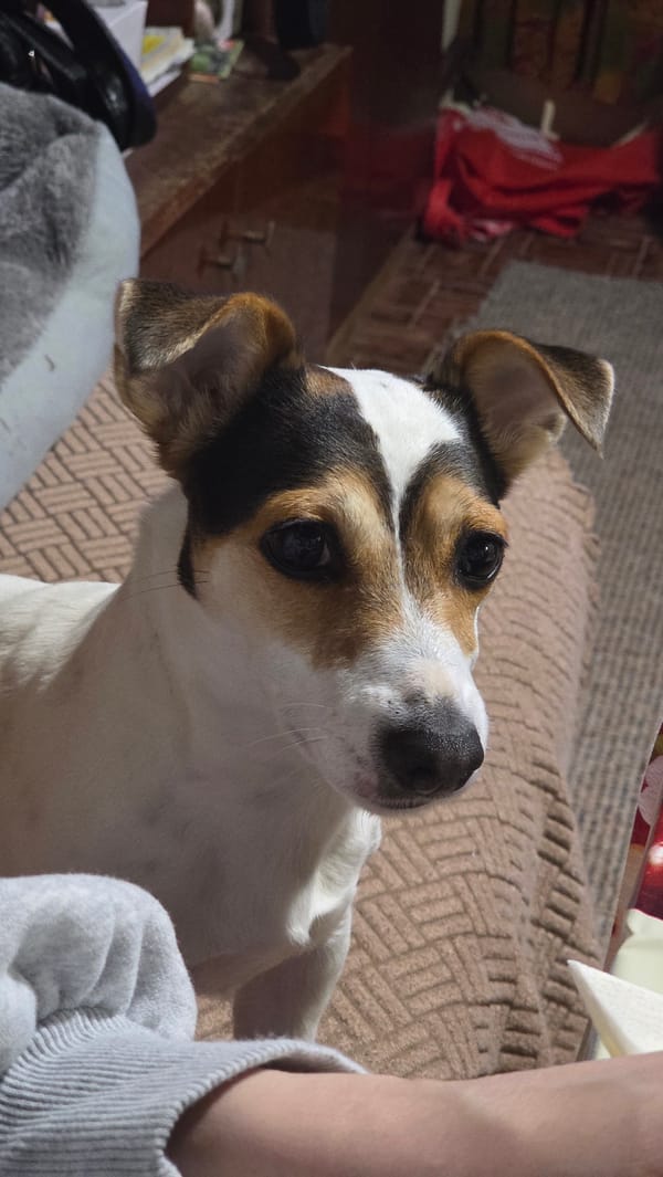 Jack Russell Terrier photographed with owner in Bulgaria