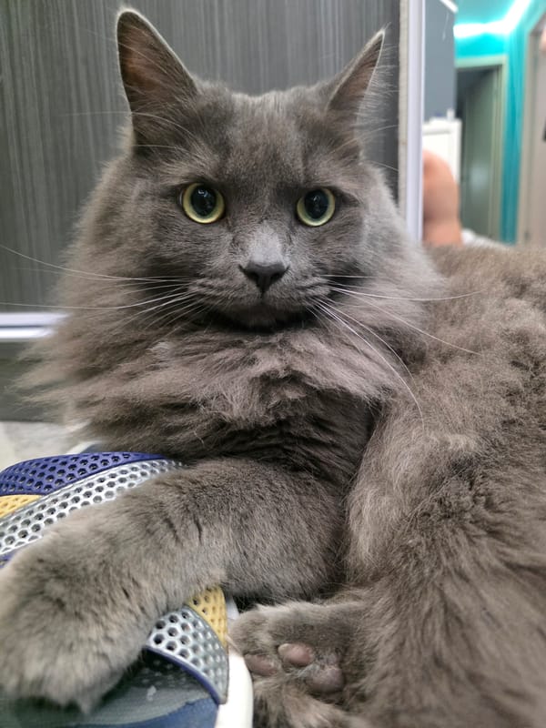 Grey cat chills on a colorful mat in Minsk
