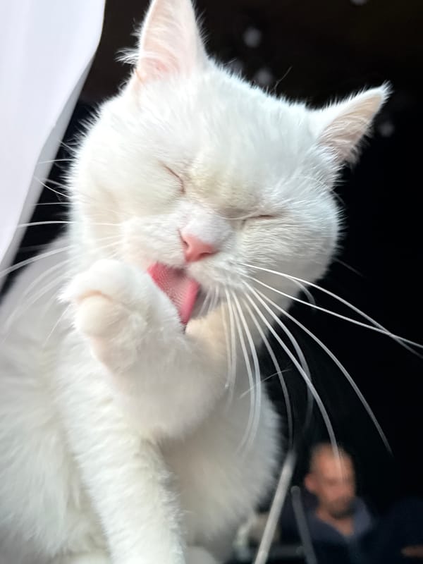 White cat close-ups and a city sunset, same evening