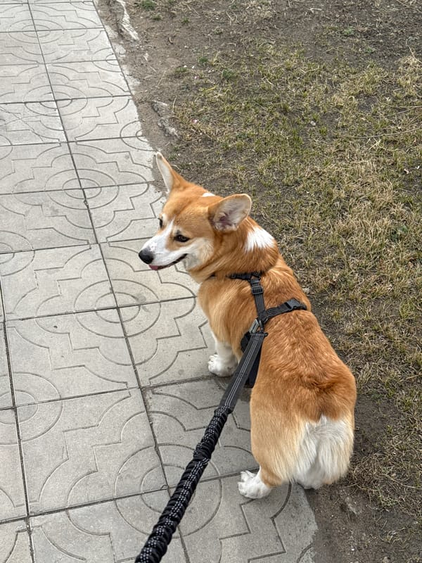 Late night dog walk captured in Borzya, Russia