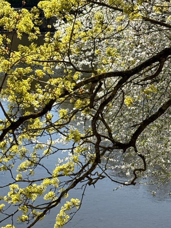 Spring morning documented at Kaliningrad waterfront park