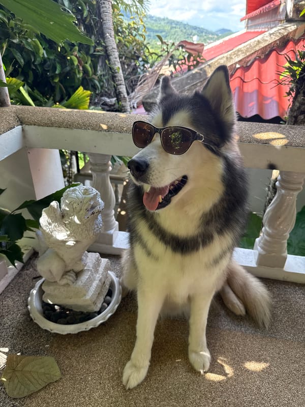 Husky in sunglasses poses on a Chalong patio