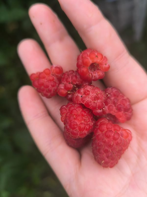 Ripe raspberries and garden greens in a Maiskii backyard