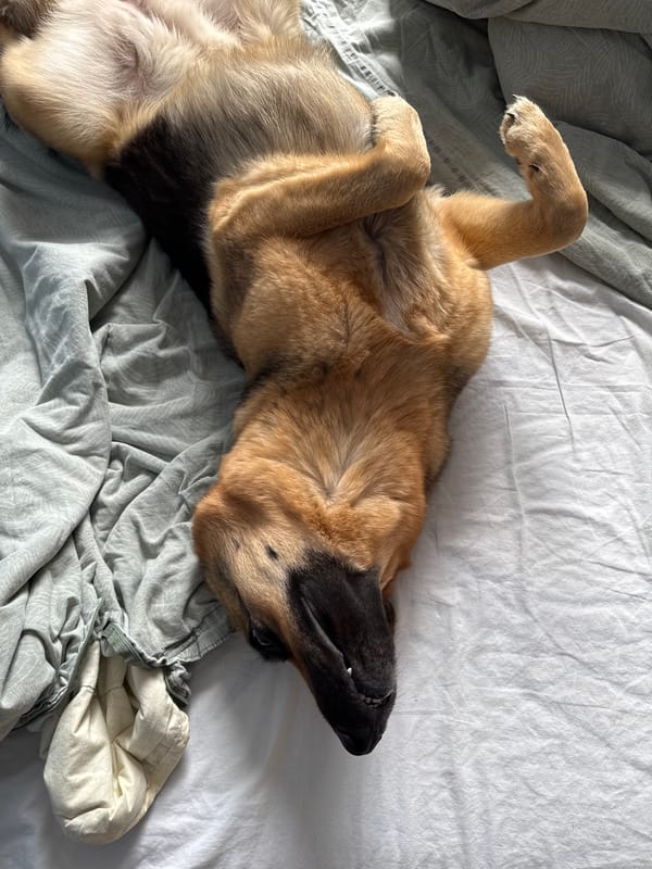 Lazy morning with two dogs and a cat in Bila Tserkva