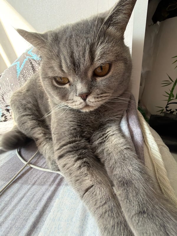 Quiet morning with grey cat documented in Perm home