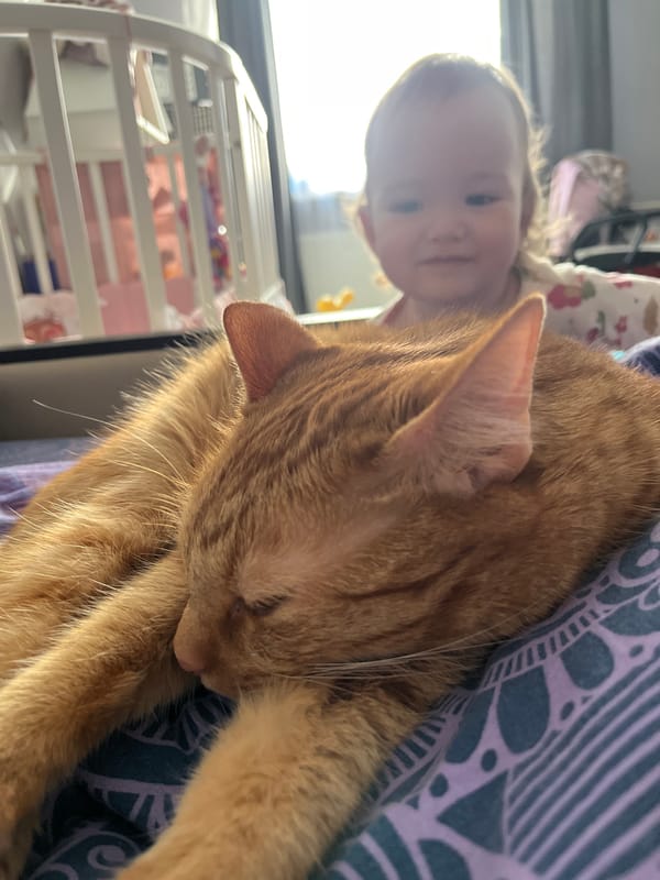 Orange tabby cat sleeps peacefully with child nearby in Shushary