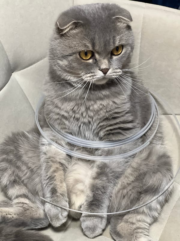 Scottish Fold cat in recovery collar, Votkinsk evening