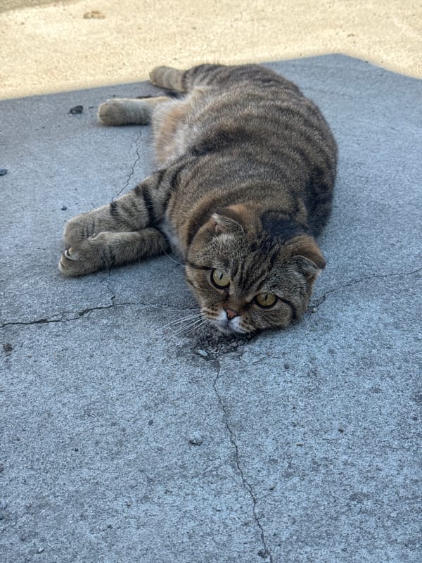 Tabby cat resting and grooming on concrete in Russia