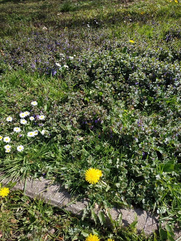 Spring blooms documented across Dortmund park in 12-minute sequence