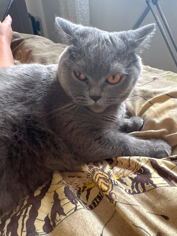 Grey British Shorthair cat relaxing and grooming indoors in Vlora