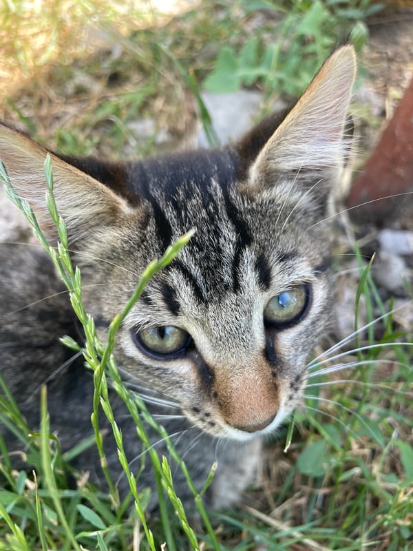 Tabby kitten and ripe gooseberries in a Moldovan yard