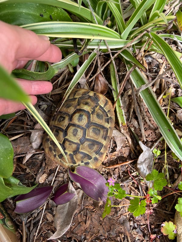 Tortoise spotted among vegetation in Budva, Montenegro