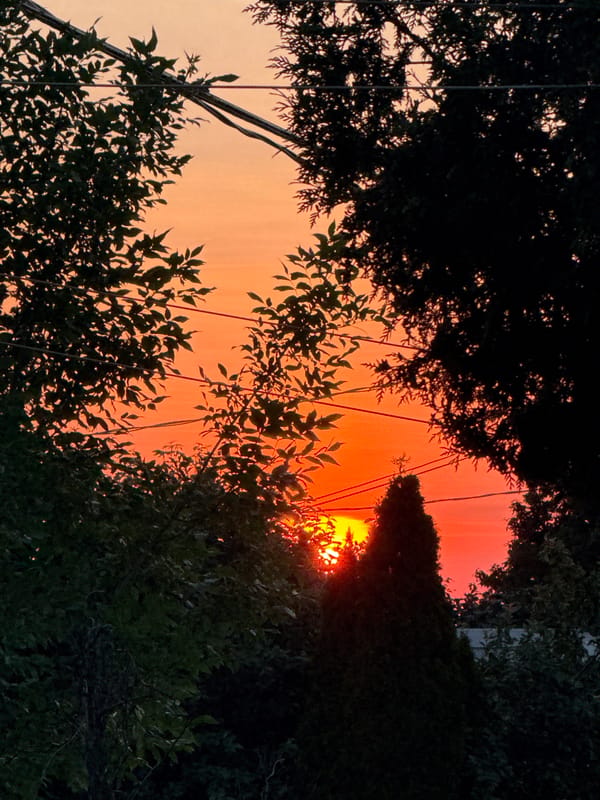 Sunset through the trees, coffee in hand