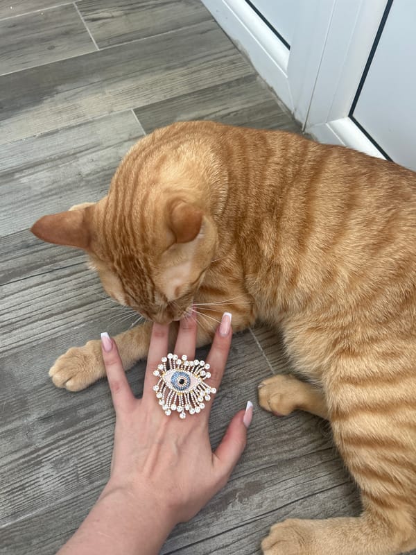 Orange tabby cat and an eye-ring, Odesa