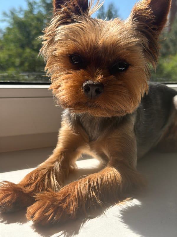 Yorkshire Terrier enjoys a sunny windowsill in Saint Petersburg