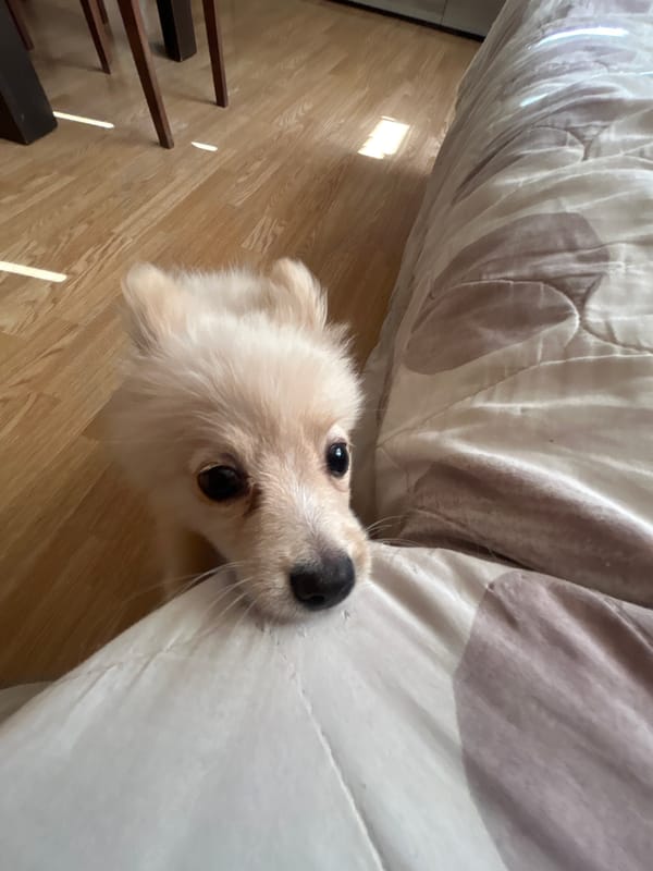 Pomeranian at home in Tankovo, icons on the wall