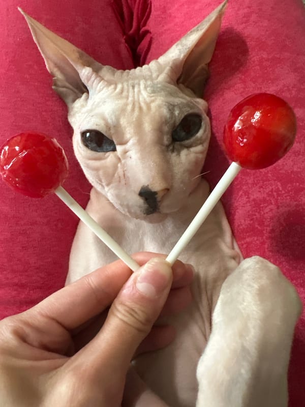 Sphynx cat in Togliatti poses with lollipops and stuffed toys