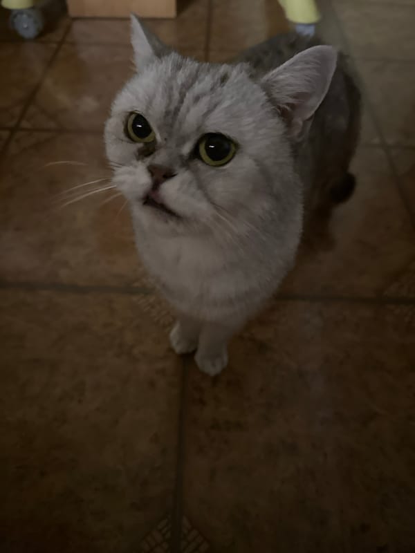 Cat and vanity mirror scenes captured in Vitsebsk home