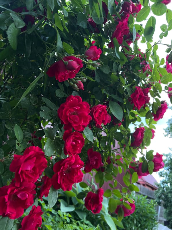 Afanasyevo home garden in full summer swing