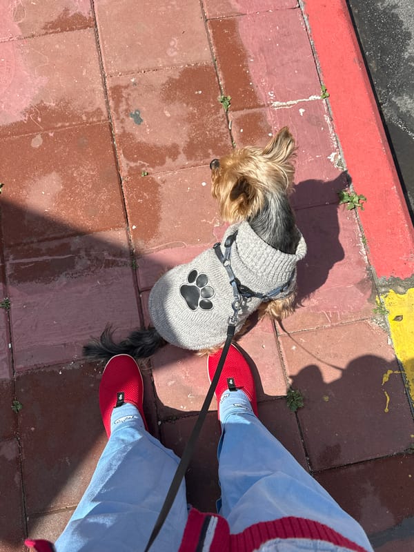 Yorkshire Terrier in sweater walks on leash in Ramat Gan