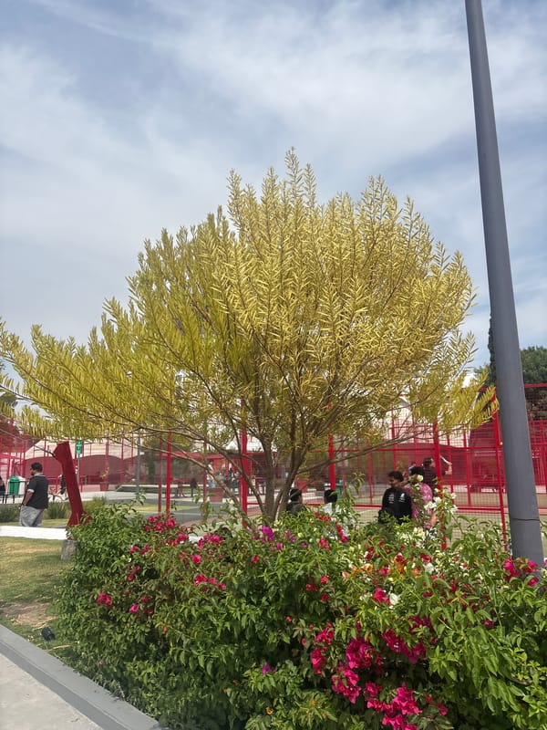 Park scenes with trees and metal fencing documented in Puebla