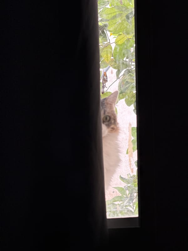 Cat spotted peeking through opening in Catamarca, Argentina