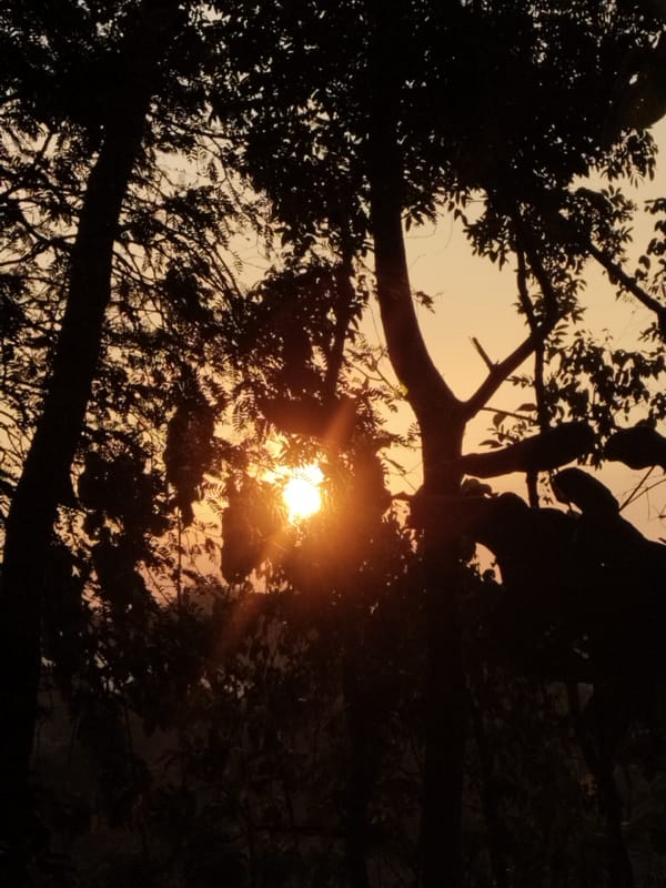Tabby cat plays and hunts in the dirt at sunset