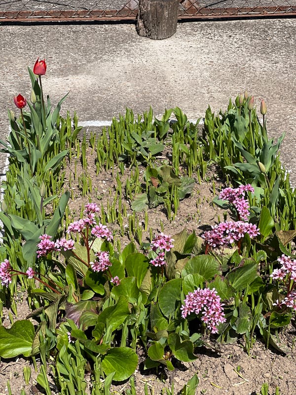 Spring garden scenes documented in Lyubenovo, Bulgaria